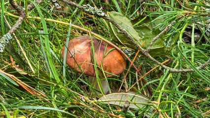 boletus mushroom in the dunes of the Riga seaside