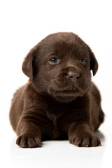 labrador retriever puppy on white background