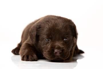 labrador retriever puppy on white background