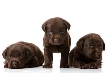 Obraz premium labrador retriever puppy on white background