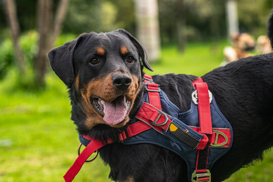 Rottweiler dog in the park having fun - Powered by Adobe