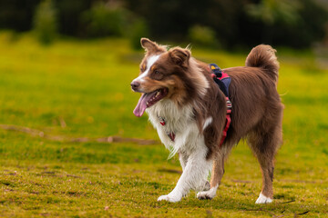 Australian Shepherd Dog PortraitDog breed