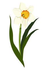 Yellow daffodil sticker, realistic flower illustration on transparent background