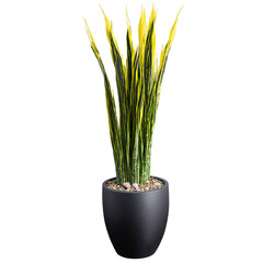Fototapeta premium Snake Plant tall upright leaves with green and yellow stripes in a modern black ceramic