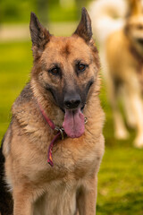 Old German Shepherd Dog close-up portrait