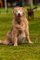 Golden retriever dog Golden retriever Dog breed sitting in a park