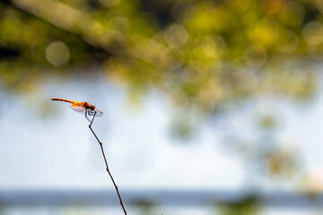 細い枝にとまるトンボ © toshiyuki ookubo