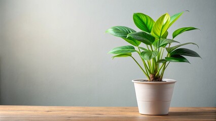 Fototapeta premium Image of a plant from the Cheongpepe collection, known for its air-purifying properties, cheongpepe, plant, air purifying, green