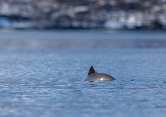 Harbor porpoise breaching the surface in Norwegian winter