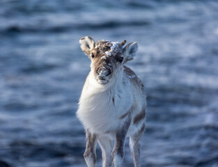 Baby reindeer in front of ocean in Norwegian winter © Jonas