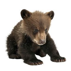 Fototapeta premium Baby bear on white background.png