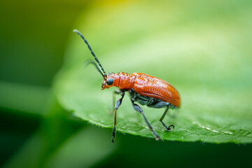 Aulacophora perched on green leaves in a garden