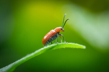Aulacophora perched on green leaves in a garden
