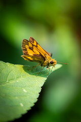 Potanthus omaha perched on green leaves in a garden
