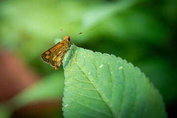 Potanthus omaha perched on green leaves in a garden