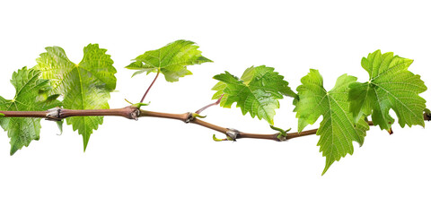Grape leaves vine plant branch with tendrils on white background.png