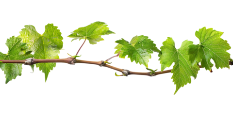 Grape leaves vine plant branch with tendrils on white background.png