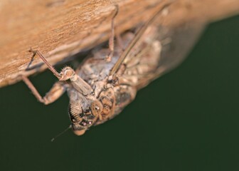 Cretan Cicada (Cicada cretensis), Crete