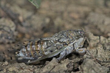 Cretan Cicada (Cicada cretensis), Crete