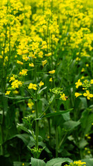 abelha pousando na flor, linda paisagem de flores