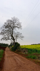 linda arvore em uma estrada de terra cercada por uma linda plantação verdejante