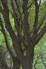 Quercus ilex, the evergreen oak, holly oak or holm oak is a large evergreen oak native to the Mediterranean region, Crete