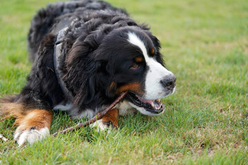 Bernese Mountain Dog in the park chewing a stick 