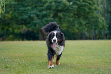 Bernese Mountain Dog in the park, running towards camera 