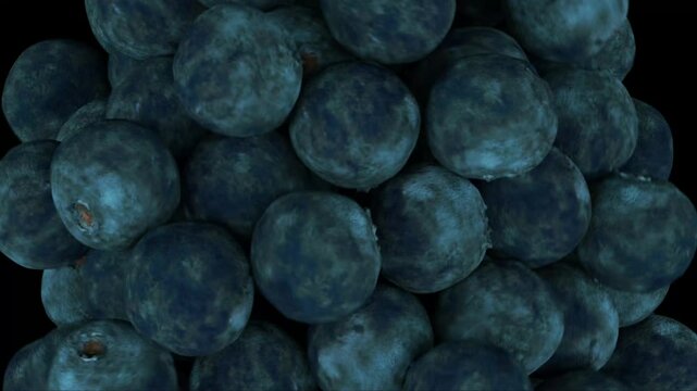 A Bountiful Blueberry Harvest