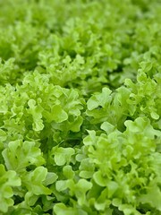 A close-up image of a fresh green lettuce crop the leaves are vibrsnt and lush with a slightly...