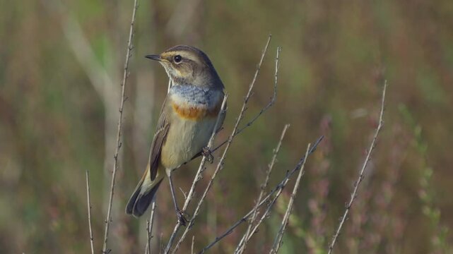 Bluethroat ( Luscinia svecica ).  Close-up - sitting on a branch against the background of a green forest, swaying in the wind. Wildlife.