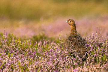 Red Grouse on managed grouse moorland. Scientific name: Lagopus Lagopus. Close up of a male Red Grouse in summer, facing left in colourful purple heather and bilberries. Horizontal. Space for copy.