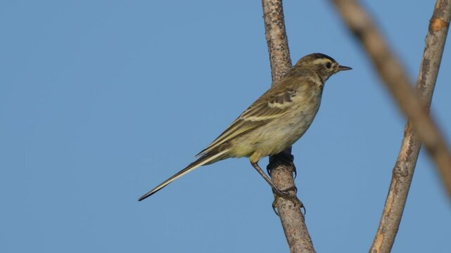 Tree Pipit (Anthus trivialis) sits on a branch against a background of blue sky, close-up. Wildlife.