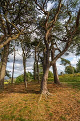 heathland lickey hills country park overlooking city of birmingham england uk