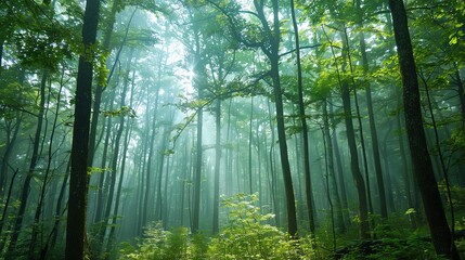 Sunlight shines through the trees of a misty forest.