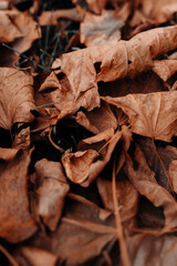 Close up fallen autumn brown orange leaves in the park, natural vertical background for calendar, poster or postcard designs