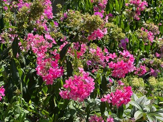 pink flowers phlox in the garden
