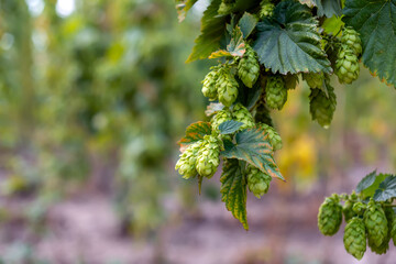 Hop branch against the background of hop plantations. Hanging branch of ripe hops. Rows of ripe hops on the field.