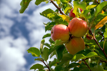 Close-up of three paradise apples on tree branch symbolize growth, freshness, and healthy eating. Outdoor sunny day background with copy space.