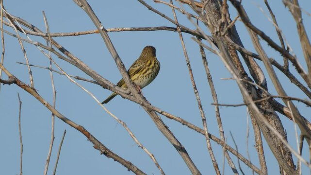 Tree Pipit (Anthus trivialis) sits on a branch against a background of blue sky, close-up. Wildlife.