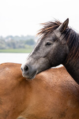 Foal near a horse - close-up