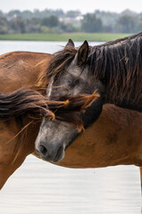 Foal near a horse - close-up