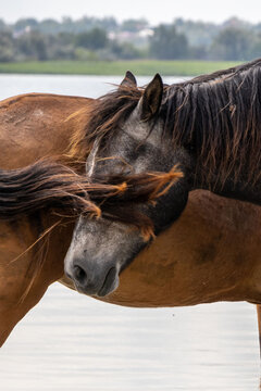 Foal near a horse - close-up