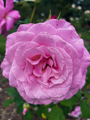 Processed with VSCO with a5 preset, Pink Blooming Rose flower