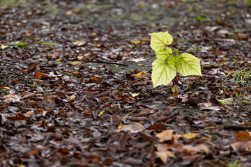 濡れた落ち葉の中に育つ緑色の若葉