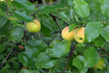 Ripe yellow apples with water droplets are on the branches of apple tree in the autumn garden