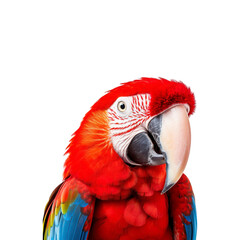 Obraz premium A close up of a scarlet macaw bird with beautiful feathers. Great for wildlife, nature, tropical themes, pet care, and colorful designs