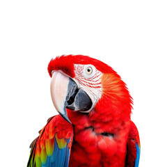 Fototapeta premium A close up of a scarlet macaw bird with beautiful feathers. Great for wildlife, nature, tropical themes, pet care, and colorful designs