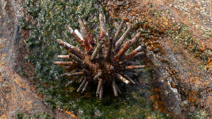 Pinauna Aproximada