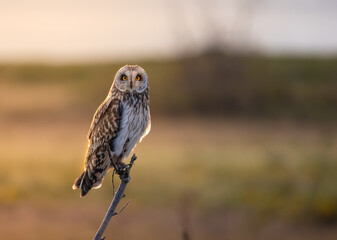 Short-eared owl perched on a small tree backlit by morning sun